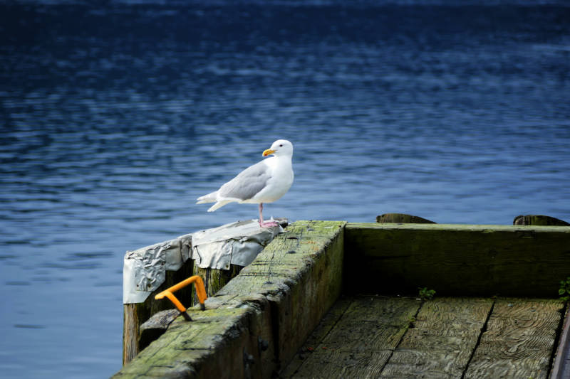 Herring gull, Queen Charlotte harbour, Haida Gwaii, BC